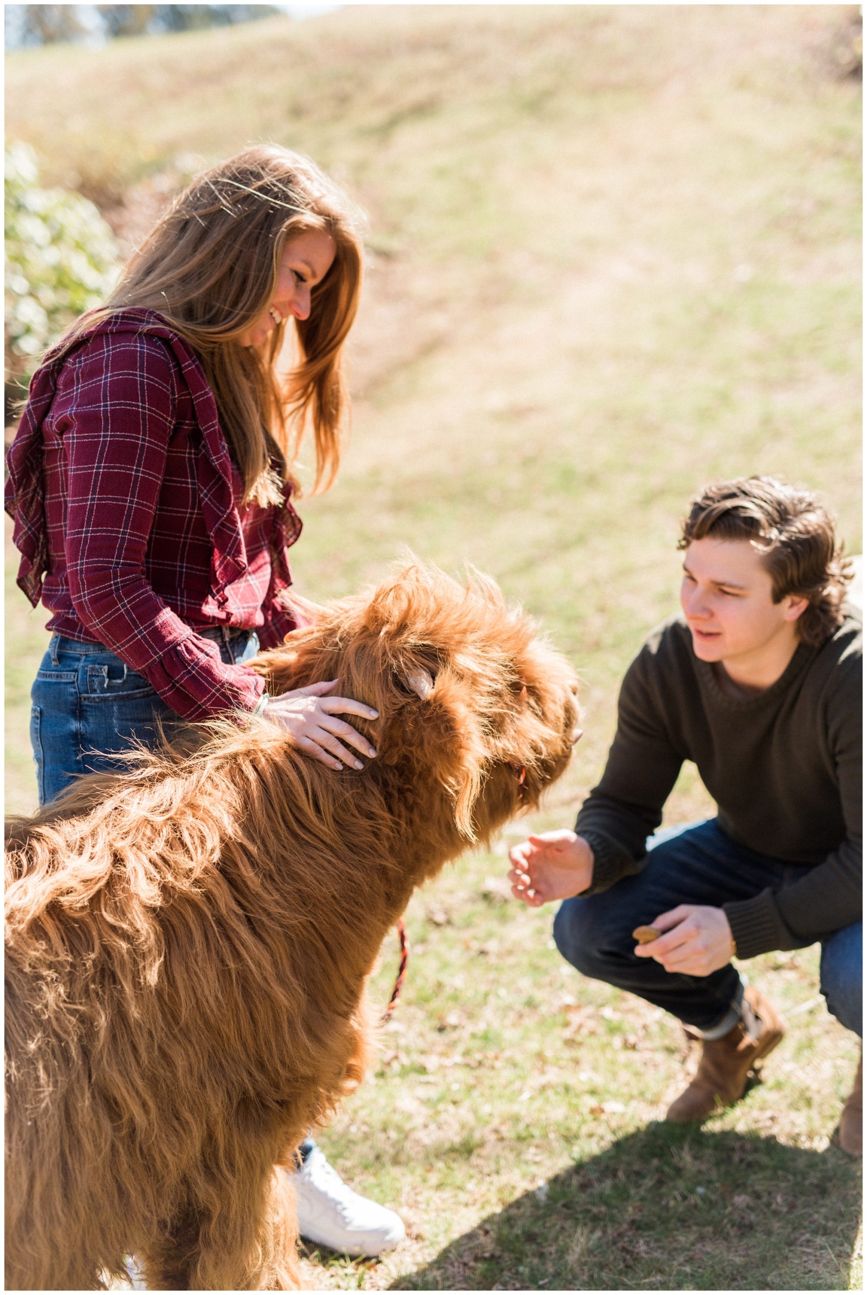 Secret Wedding Proposal at The Farmhouse at Beautiful Run in Charlottesville Virginia, Highland Cow Proposal