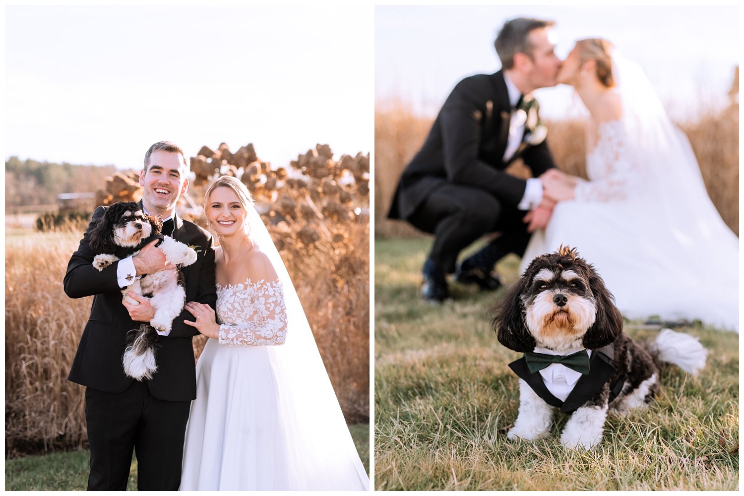 Bride and Groom portraits with their dog at Early Mountain Vineyard in Charlottesville, Virginia
