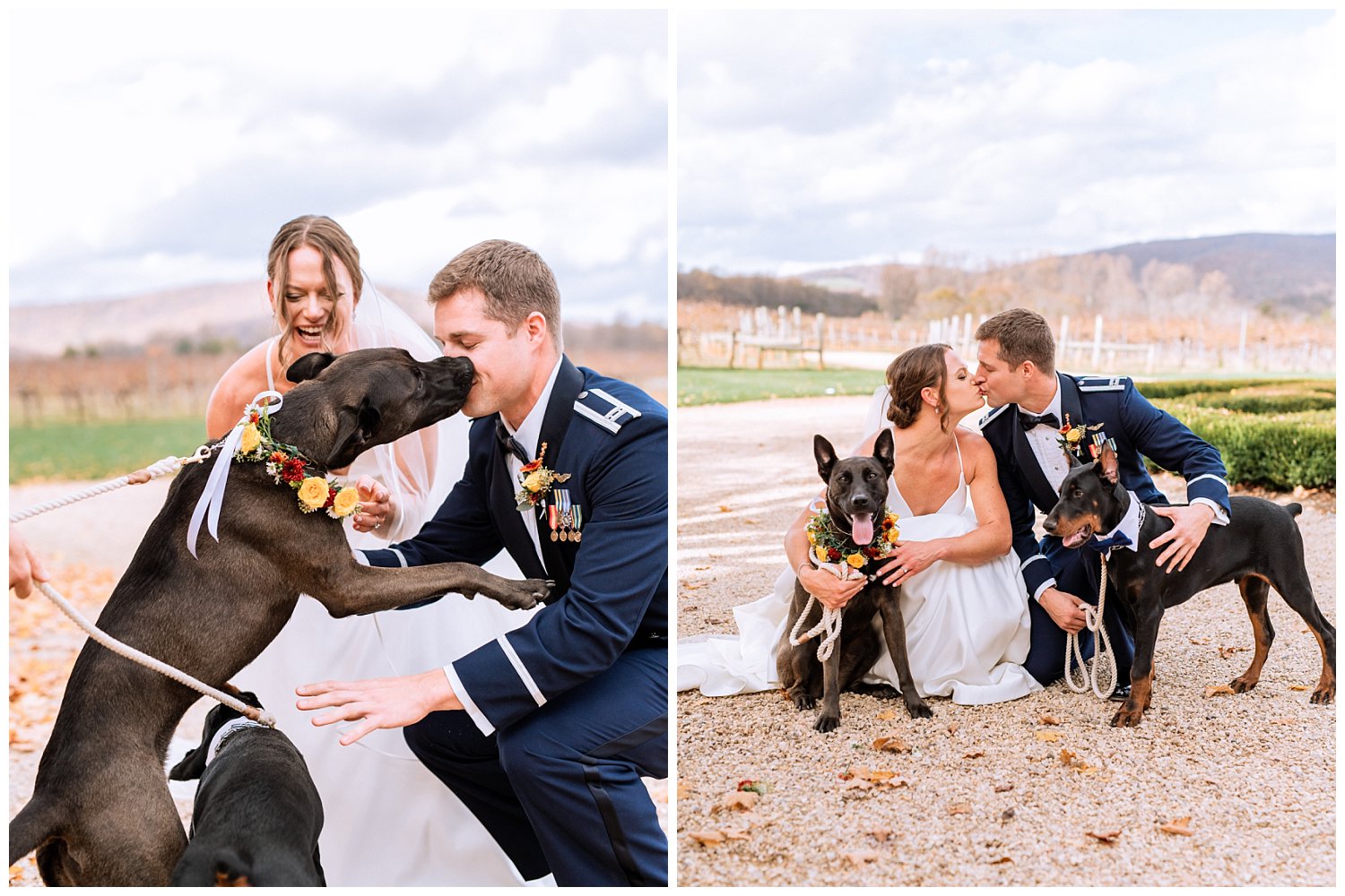 Bride & Groom pose with their dogs at Keswick Vineyard Wedding photographed by Heather Dodge Photography