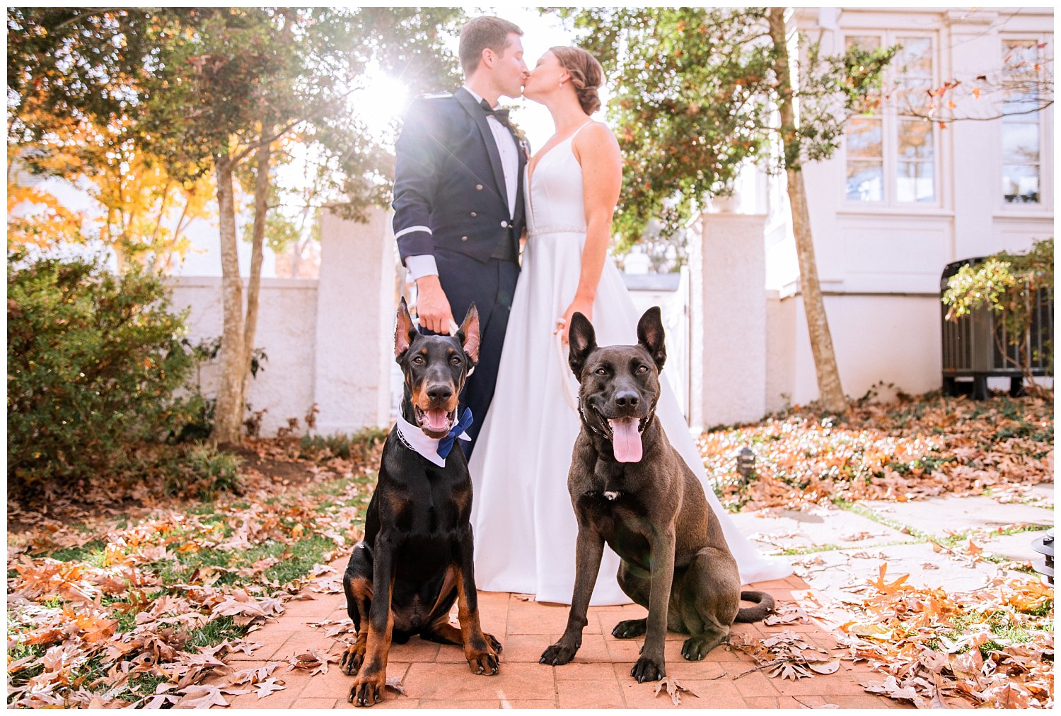 Bride & Groom portraits with their dogs at Keswick Vineyard Wedding photographed by Heather Dodge Photography