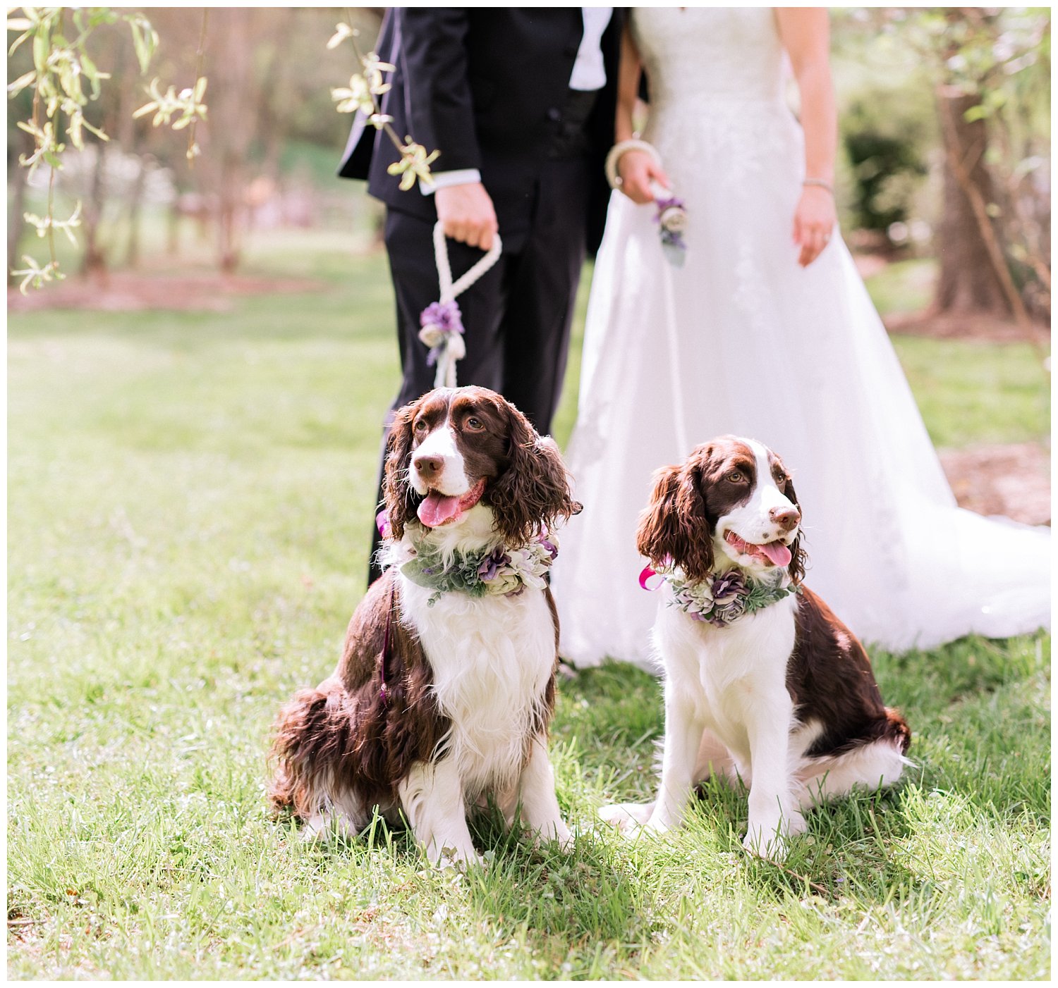 Bride and Groom pose with their dogs at The Market at Grelen photographed by Heather Dodge Photography