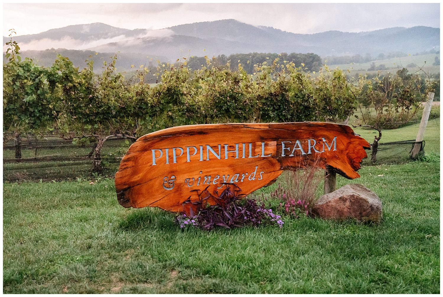 Pippin Hill Vineyard in Charlottesville, Virginia.